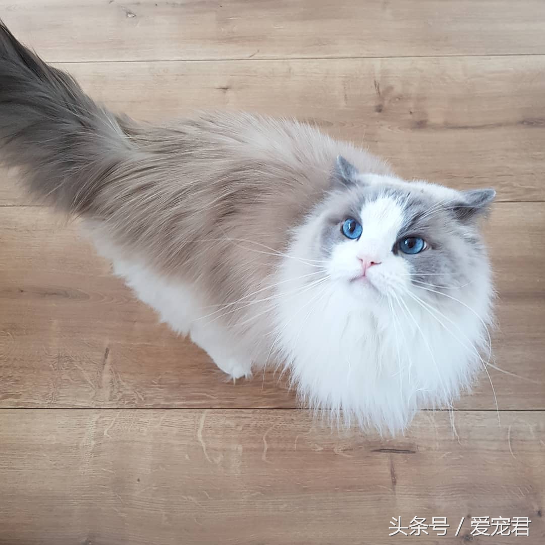 猫咪独自在家怎么避免孤独,猫咪经常在家会无聊吗