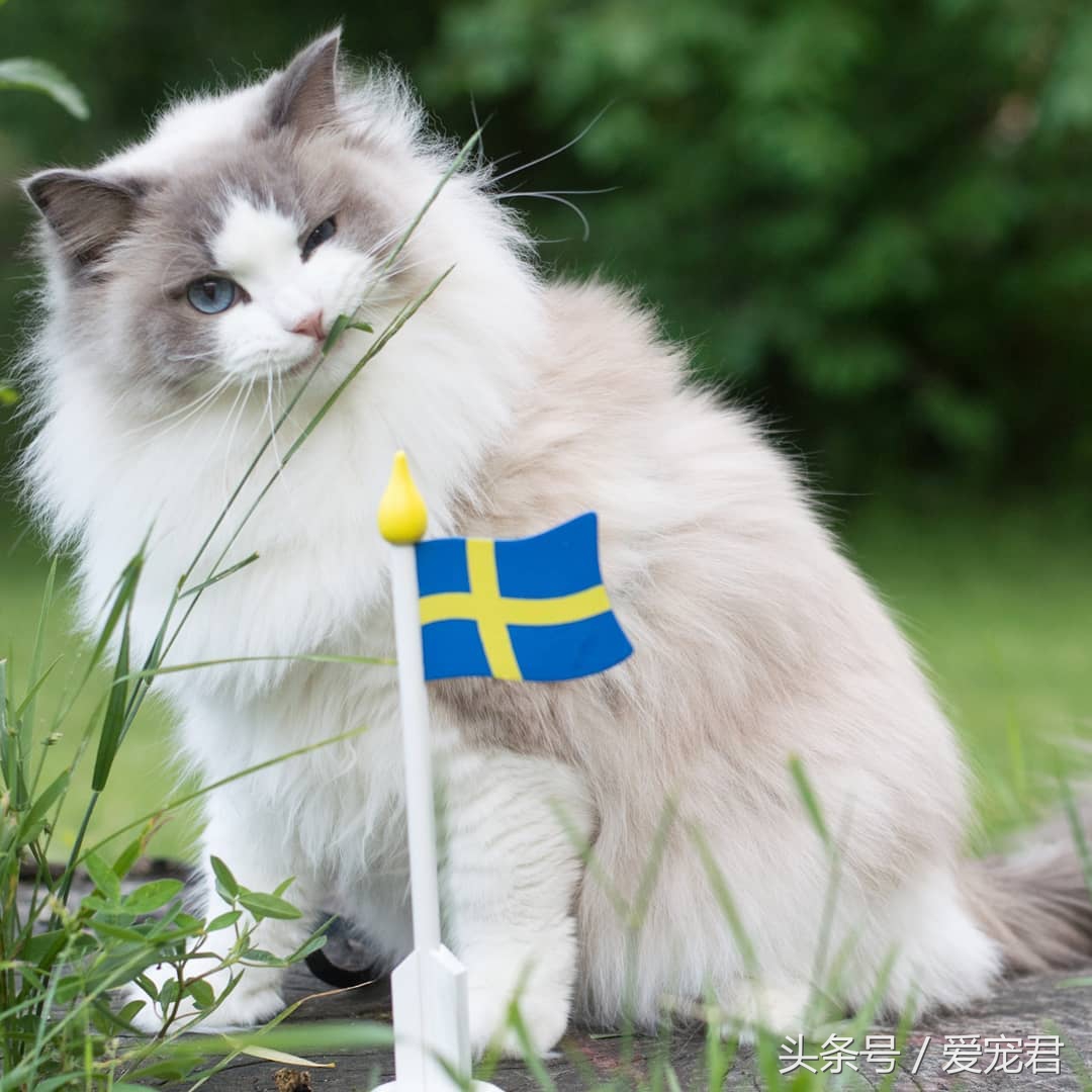 猫咪独自在家怎么避免孤独,猫咪经常在家会无聊吗