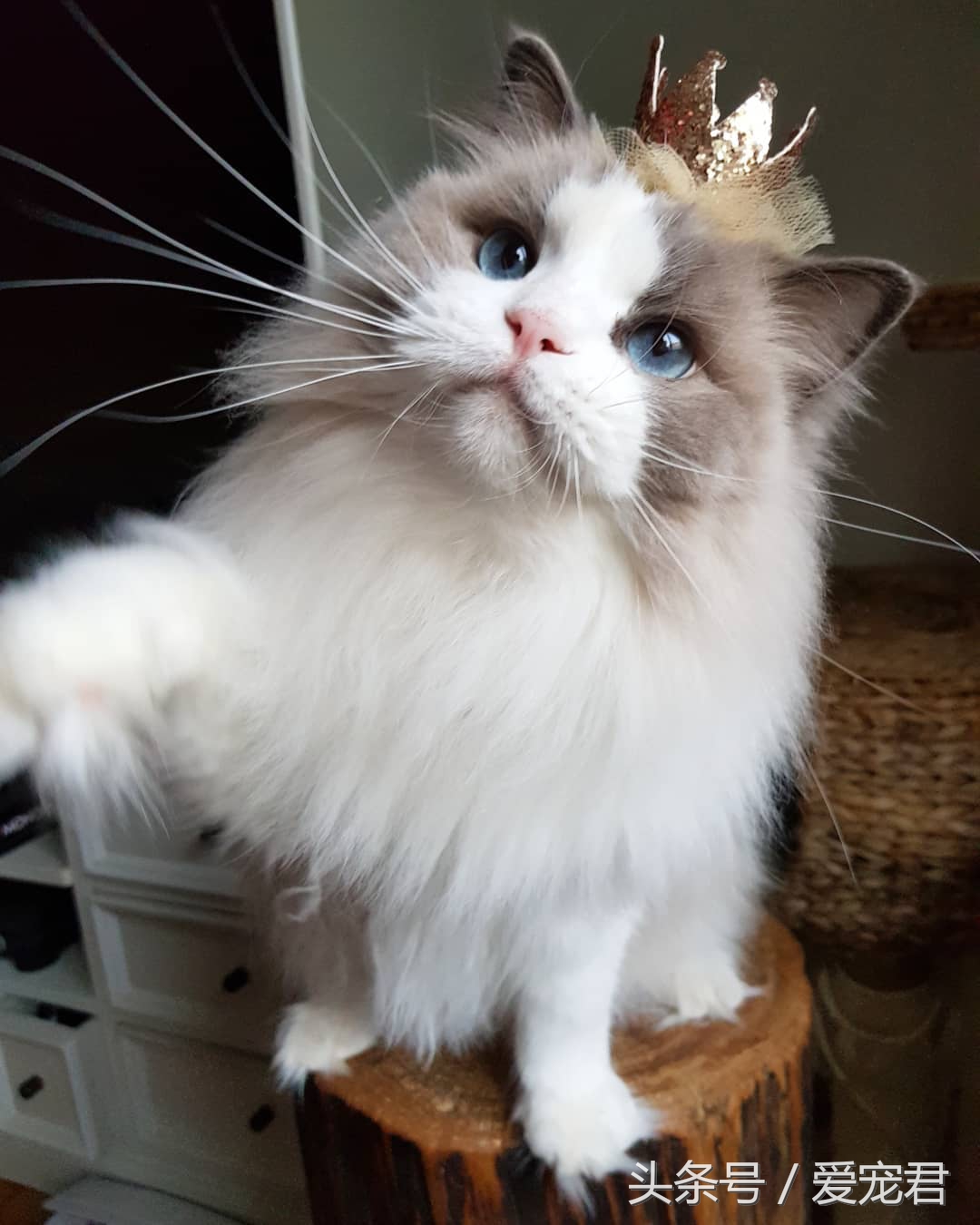 猫咪独自在家怎么避免孤独,猫咪经常在家会无聊吗