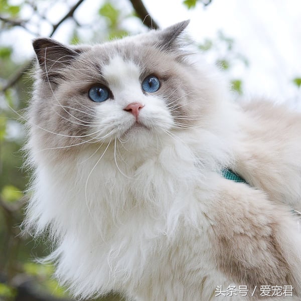 猫咪独自在家怎么避免孤独,猫咪经常在家会无聊吗