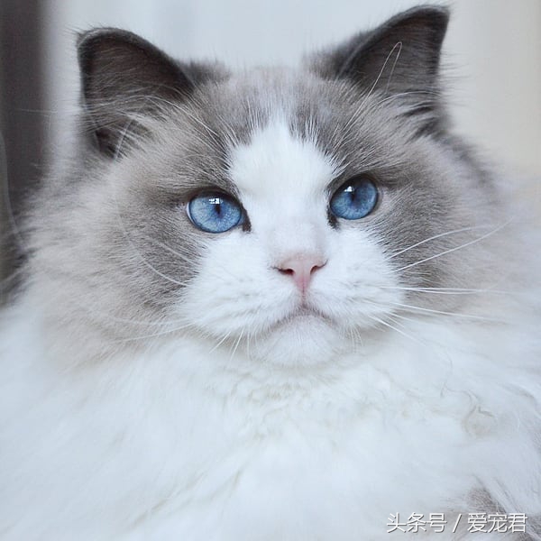 猫咪独自在家怎么避免孤独,猫咪经常在家会无聊吗