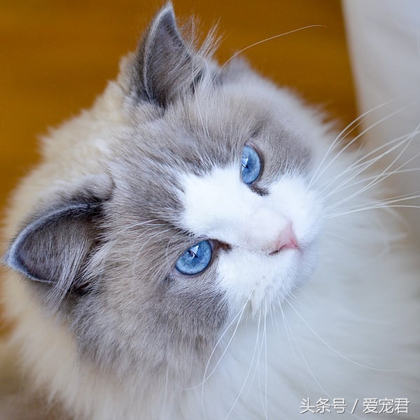 猫咪独自在家怎么避免孤独,猫咪经常在家会无聊吗