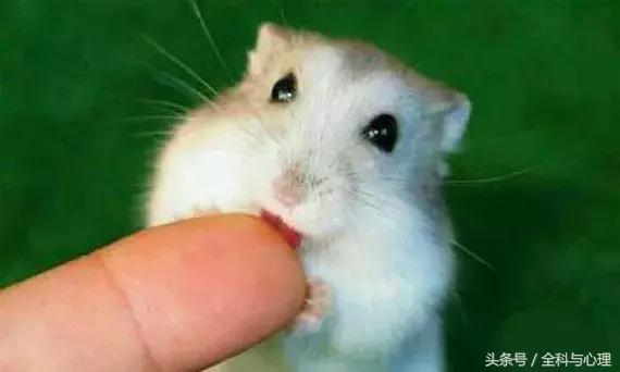 被老鼠、仓鼠、兔子甚至人咬了,要打疫苗吗?