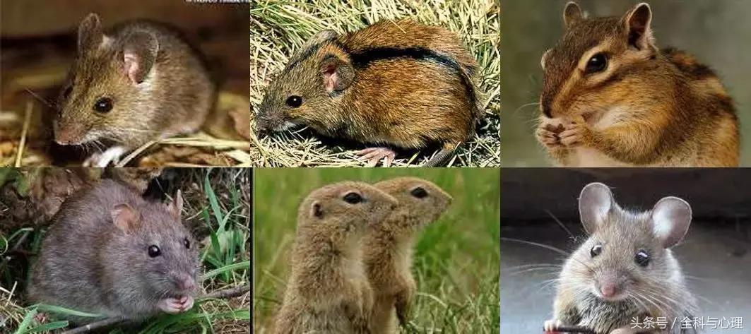 被老鼠、仓鼠、兔子甚至人咬了,要打疫苗吗?