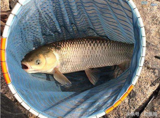 钓到大鱼总是切线跑鱼？别怪线组太细，是你遛鱼手法不对！