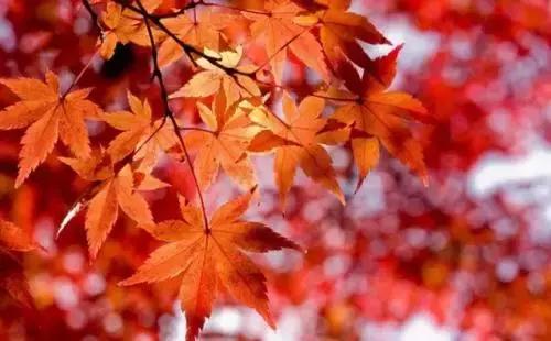 秋凉已到红枫谷,秋入香山