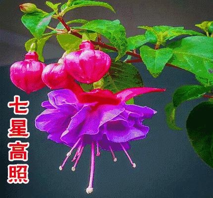 美好人生幸福相册,幸福人生的相册