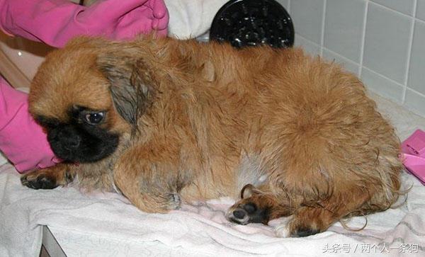 狗洗澡注意事项,给狗狗洗澡时这5大禁忌不能犯