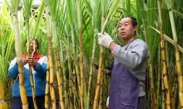 甘蔗套种西瓜种植技术视频,行距1.4米的甘蔗种植技术