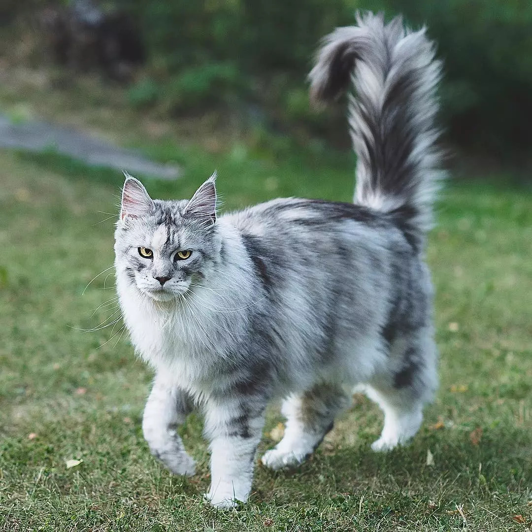 缅因猫身上一根特殊的毛,缅因猫的尾巴毛发稀少怎么回事