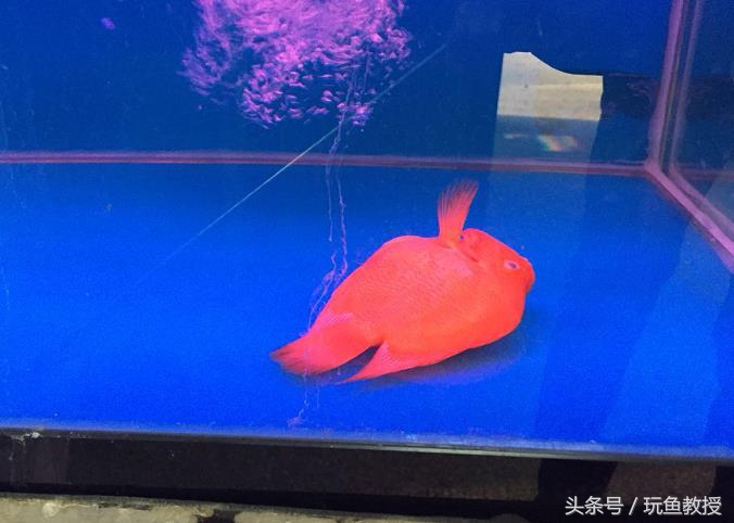 被电死了供电局怎么赔偿,供电故障停电的鱼死了谁的责任