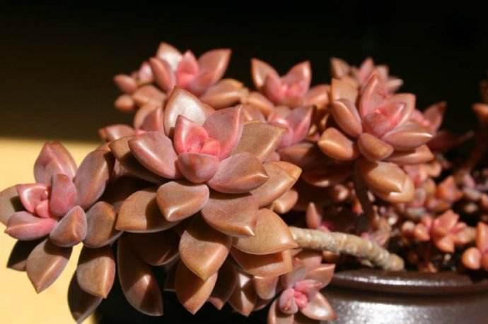 多肉怎么吃最香,多肉能不能炒菜吃