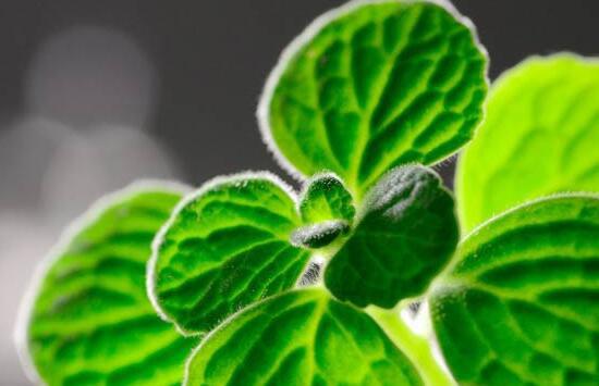 多肉怎么吃最香,多肉能不能炒菜吃