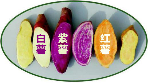 粗粮三兄弟,薯类三兄弟