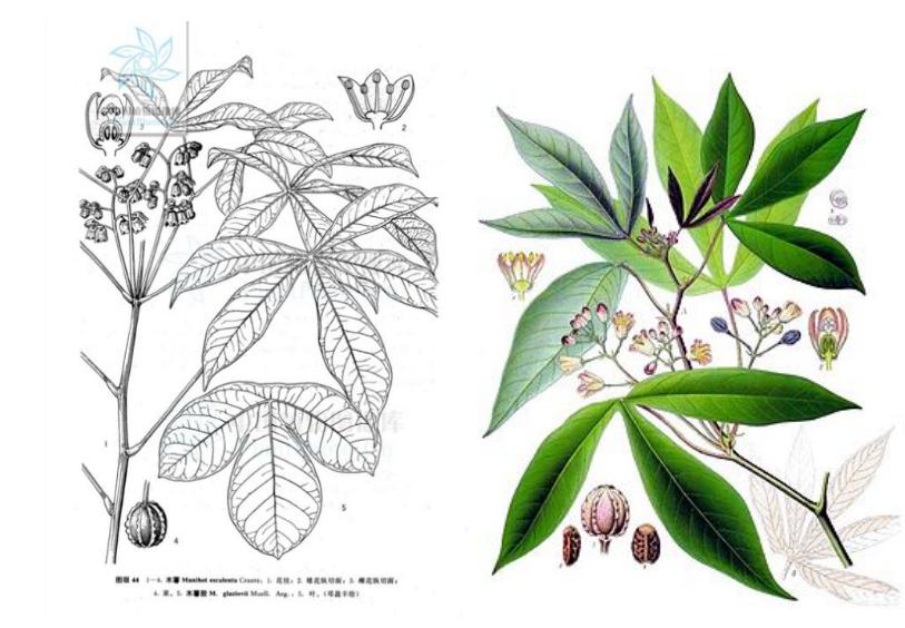 粗粮三兄弟,薯类三兄弟