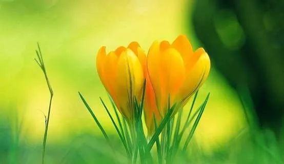 风水三忌十二生肖图解,十二生肖之风水招财转运法