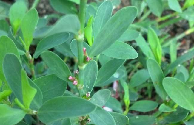 说文解字第25讲,说文解字第602课