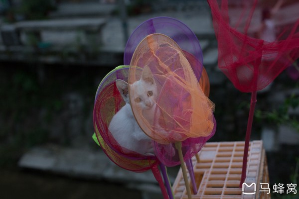 六小爷游皖南行,六小爷唱的歌