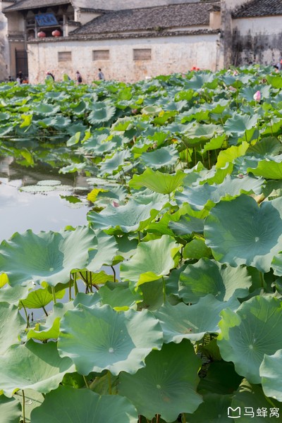 六小爷游皖南行,六小爷唱的歌