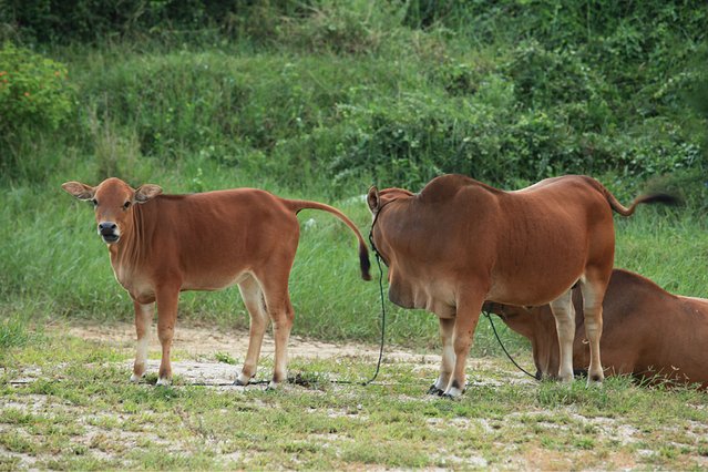 水果树羊粪和鸡粪哪个施肥效果好,羊粪和鸡粪养花哪个施肥效果好