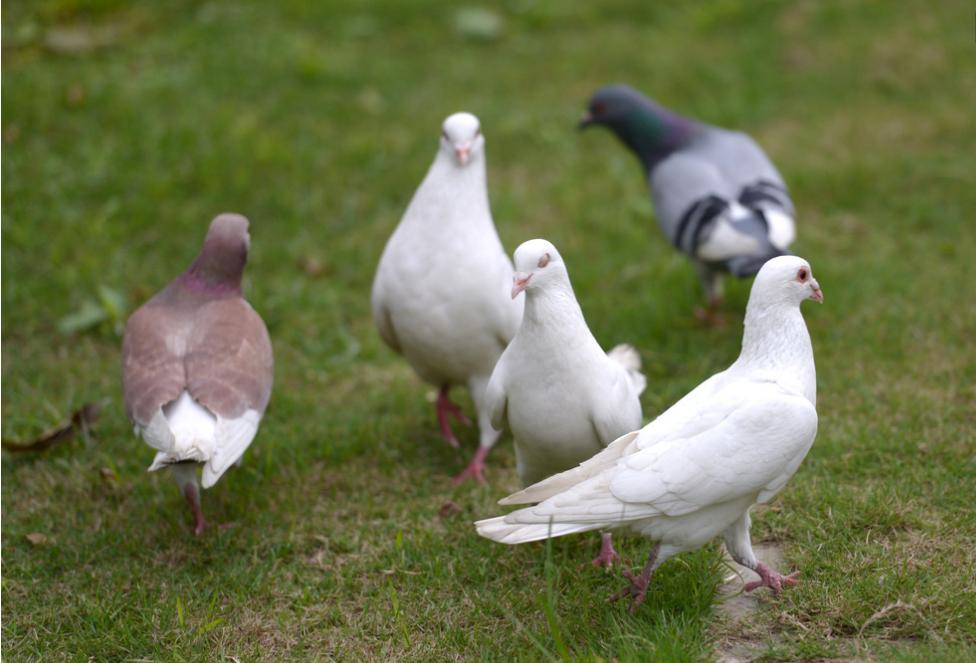 水果树羊粪和鸡粪哪个施肥效果好,羊粪和鸡粪养花哪个施肥效果好