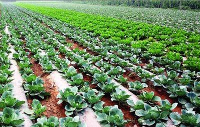 水果树羊粪和鸡粪哪个施肥效果好,羊粪和鸡粪养花哪个施肥效果好