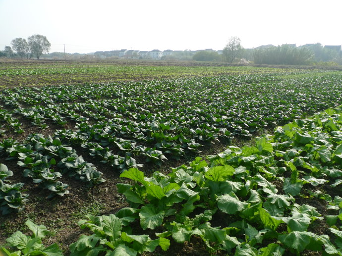 水果树羊粪和鸡粪哪个施肥效果好,羊粪和鸡粪养花哪个施肥效果好