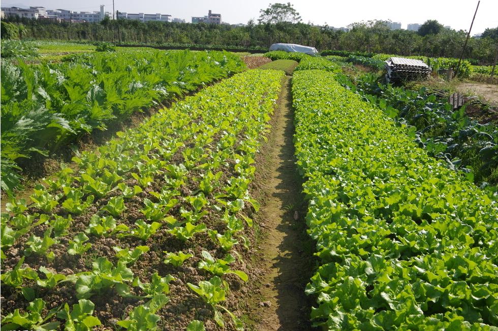 水果树羊粪和鸡粪哪个施肥效果好,羊粪和鸡粪养花哪个施肥效果好