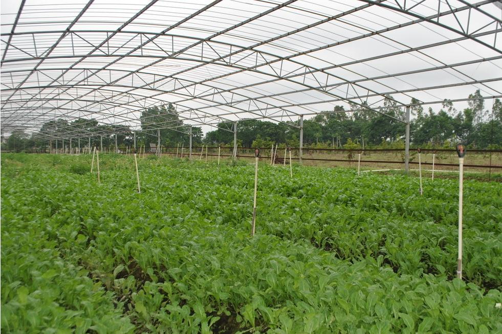 水果树羊粪和鸡粪哪个施肥效果好,羊粪和鸡粪养花哪个施肥效果好