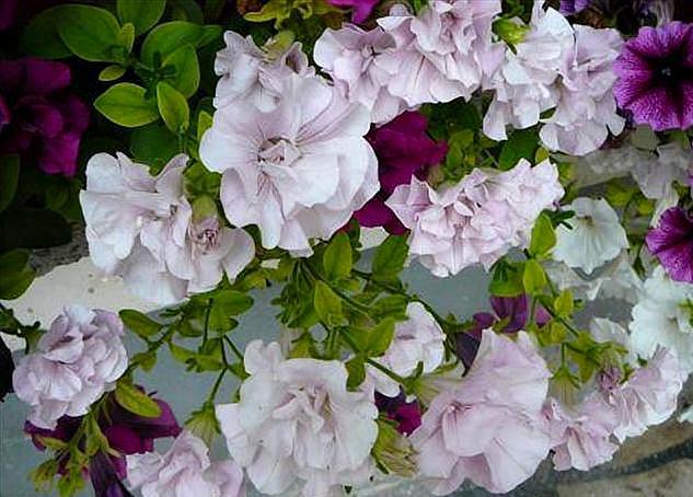 矮脚牵牛花的养殖方法和注意事项,牵牛花生命力极强