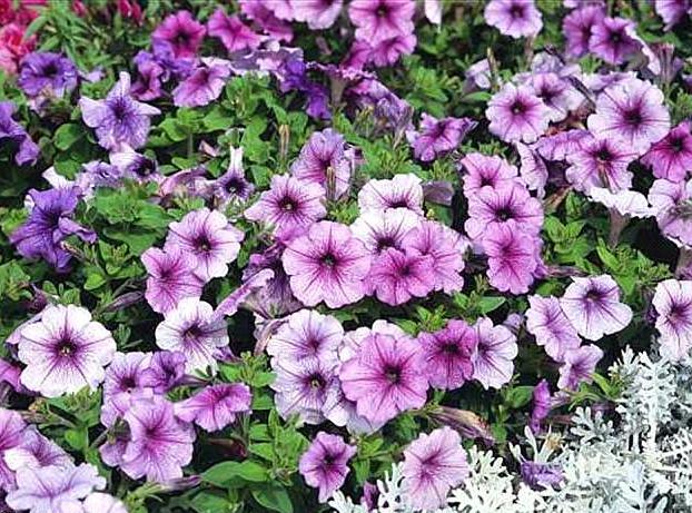 矮脚牵牛花的养殖方法和注意事项,牵牛花生命力极强