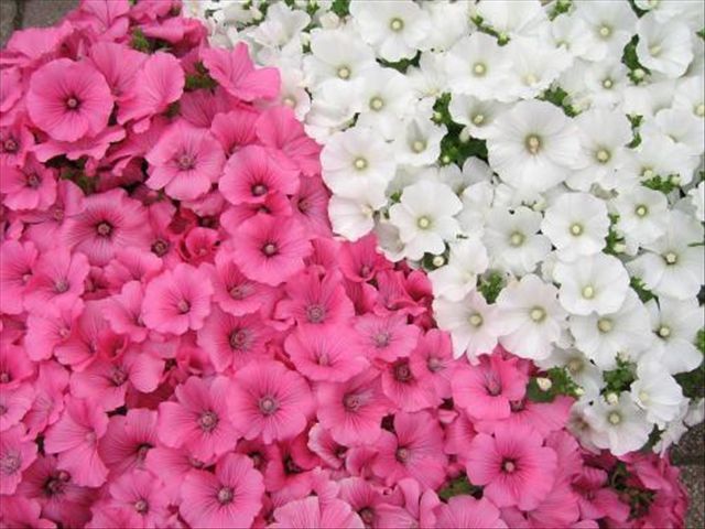 矮脚牵牛花的养殖方法和注意事项,牵牛花生命力极强