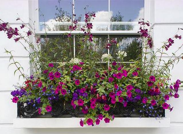 矮脚牵牛花的养殖方法和注意事项,牵牛花生命力极强