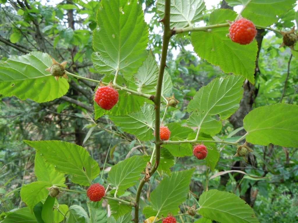 说文解字第25讲,说文解字第602课