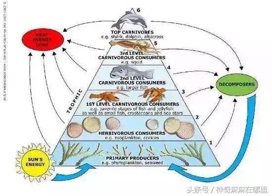 哪种鱼宝宝吃dha高,什么鱼淡水dha含量高适合宝宝吃