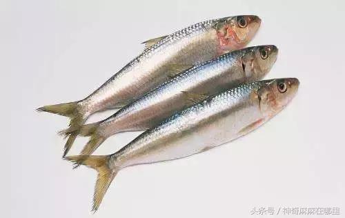 哪种鱼宝宝吃dha高,什么鱼淡水dha含量高适合宝宝吃