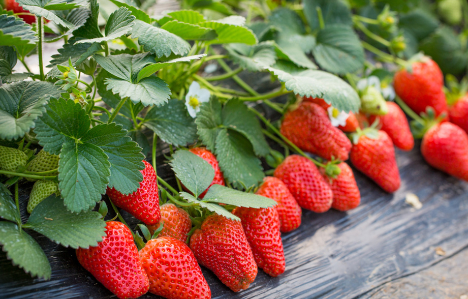 说文解字第25讲,说文解字第602课