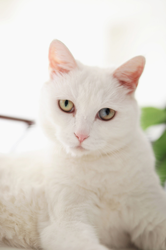 轻便全能佳能eos90d生态拍摄实战,佳能eos50自带的镜头