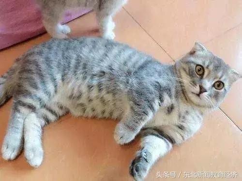 最可爱的猫咪是哪种品种,哪些品种的猫咪温顺又可爱