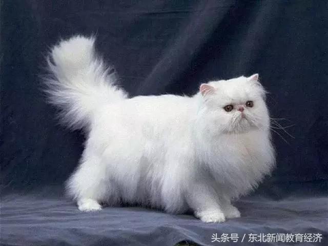 最可爱的猫咪是哪种品种,哪些品种的猫咪温顺又可爱