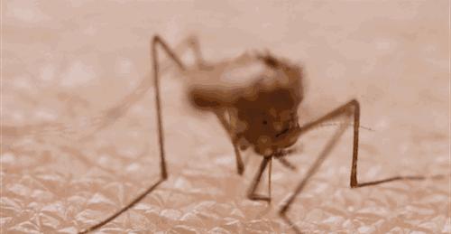 教你二招被蚊子咬一觉睡天亮,被蚊子叮的睡不着怎么办