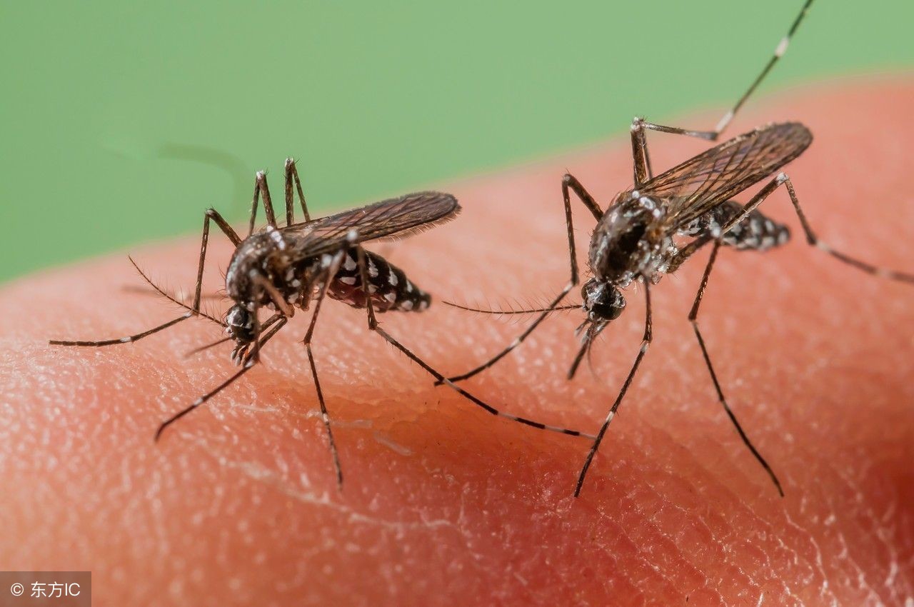 教你二招被蚊子咬一觉睡天亮,被蚊子叮的睡不着怎么办