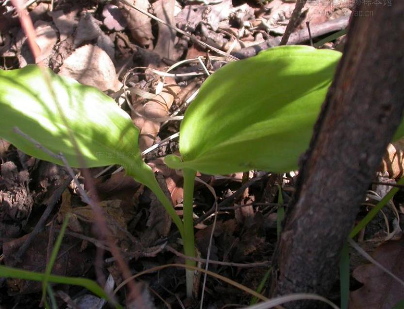 说文解字第25讲,说文解字第602课