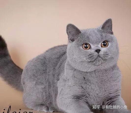 蓝猫的品种科普,俄罗斯蓝猫和其他蓝猫区别