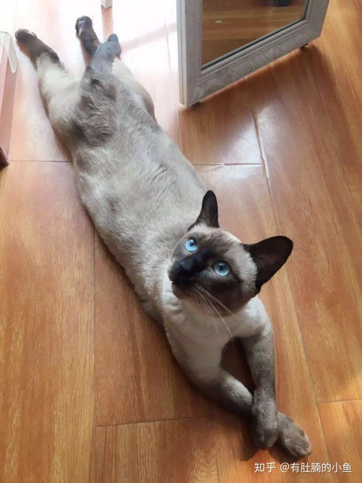 蓝猫的品种科普,俄罗斯蓝猫和其他蓝猫区别