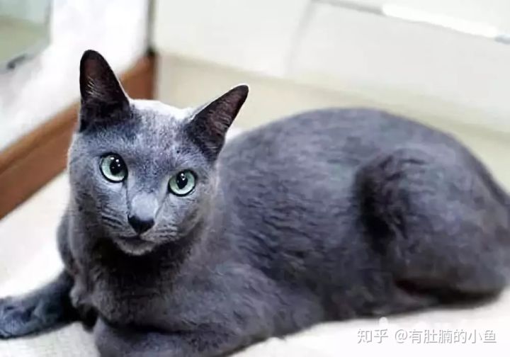 蓝猫的品种科普,俄罗斯蓝猫和其他蓝猫区别