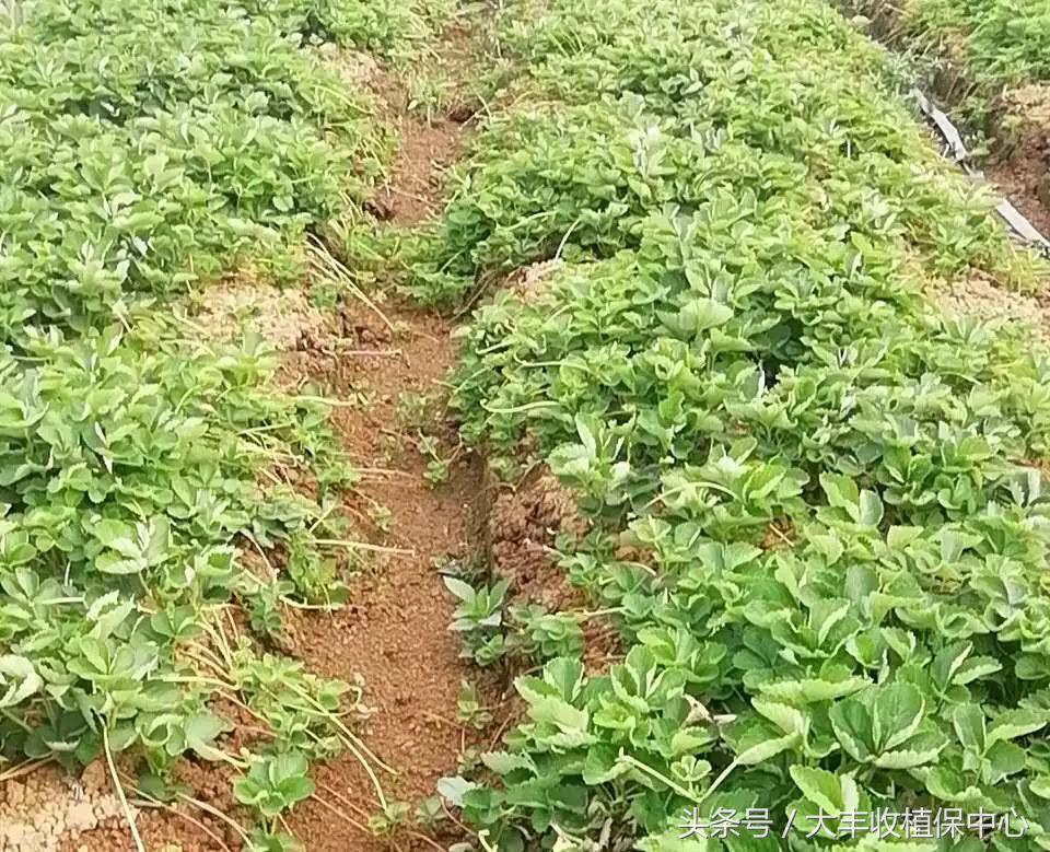 种草莓1年苗还是两年苗好,种草莓老苗好还是新苗好