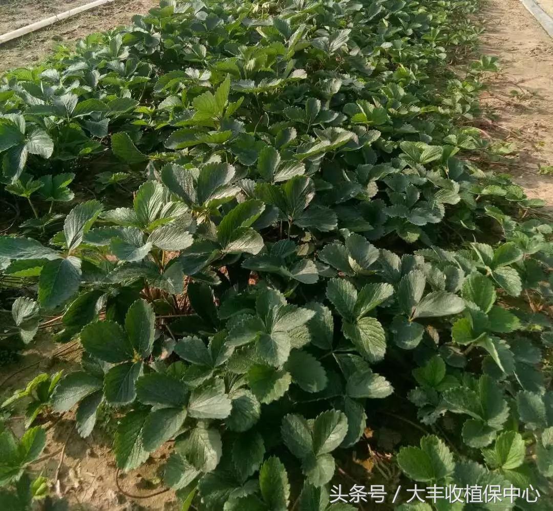 种草莓1年苗还是两年苗好,种草莓老苗好还是新苗好