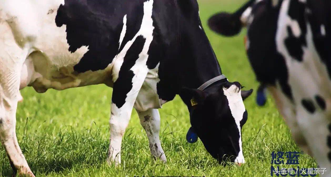 3分钟带你重新认识妈妈的爱,45分钟带你认识荷兰