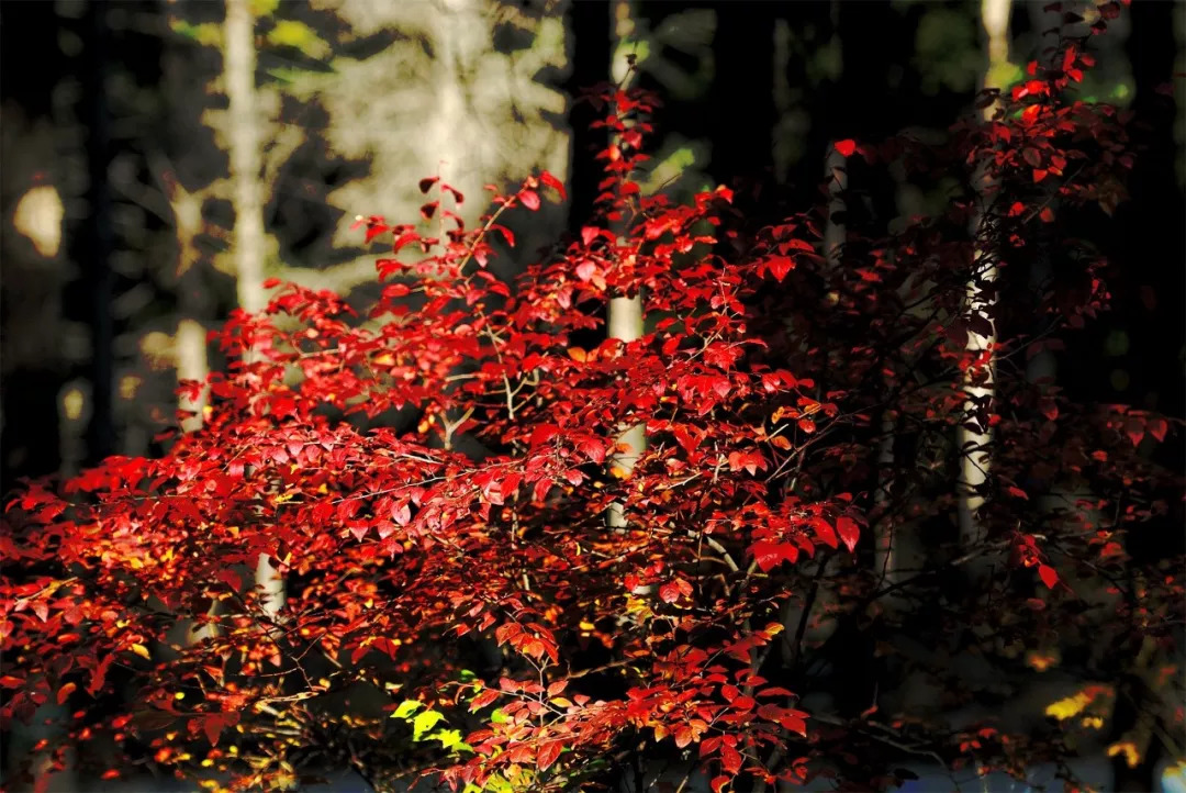 乌兰察布属于什么类型的城市,乌兰察布是什么地貌